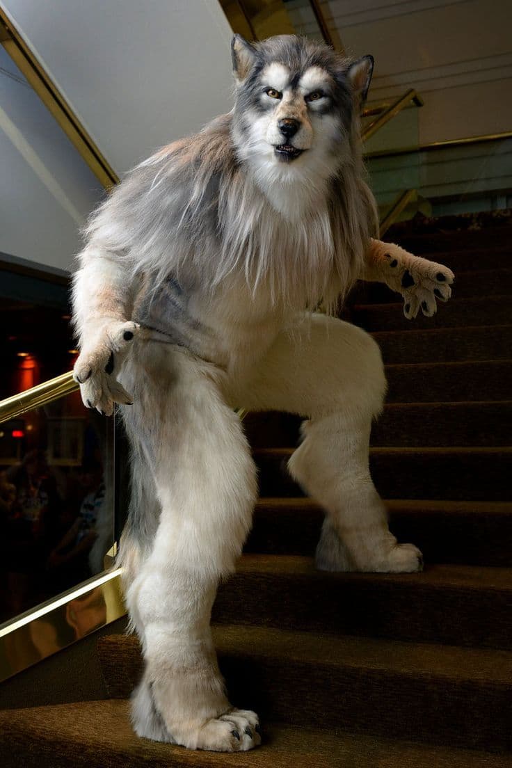 Animal character body and markings direction